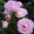 Ruže pre malú záhradu - aké typy a odrody si môžete vybrať